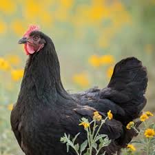 buy australorp hens for sale near me - Image 3