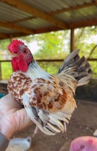 Rare Purebred Kikiriki Chickens For Sale