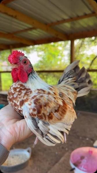 Rare Purebred Kikiriki Chickens For Sale