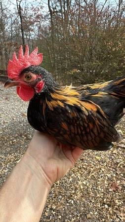 Rare Purebred Kikiriki Chickens For Sale - Image 2