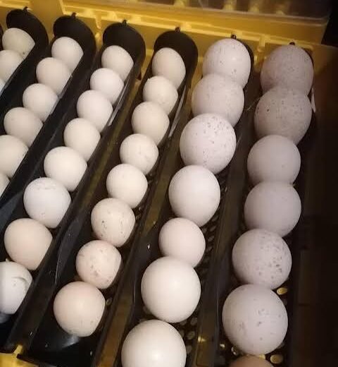 Rare Ocellated Turkey Hatching Eggs for Sale