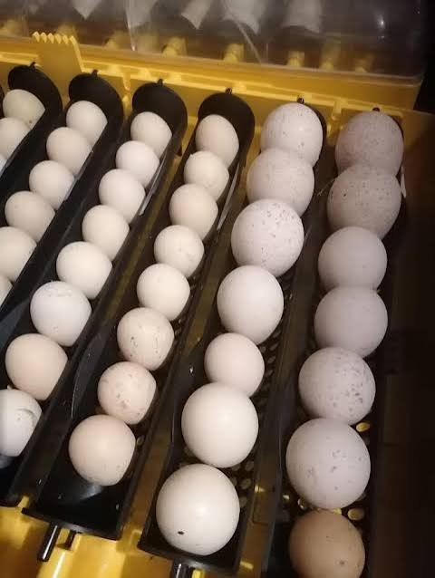 Rare Ocellated Turkey Hatching Eggs for Sale