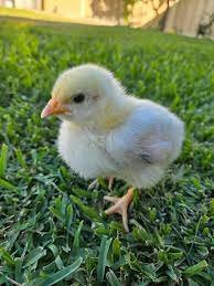 light sussex day old chicks