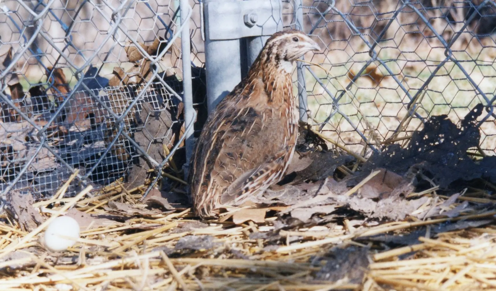 Purebred Coturnix Quail Hens (Japanese Quail) for sale - Image 2