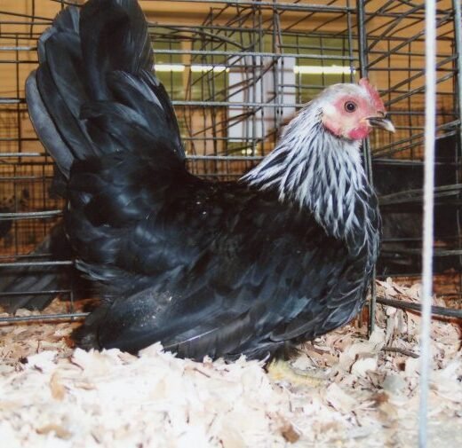 gray japanese bantam hens for sale