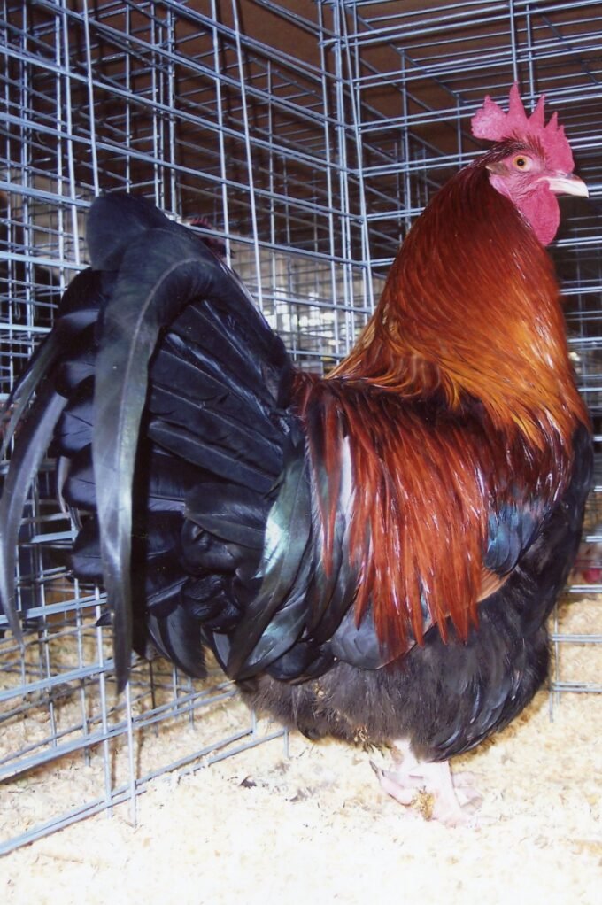 red dorking chickens for sale