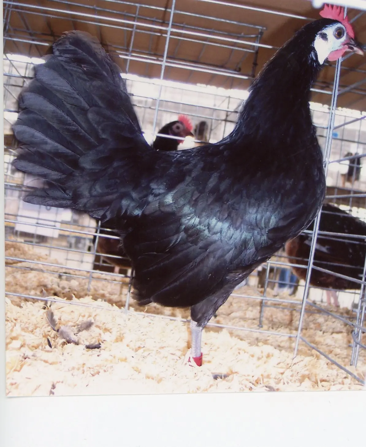 purebred White-Faced Black Spanish gamefowl roosters - Image 2
