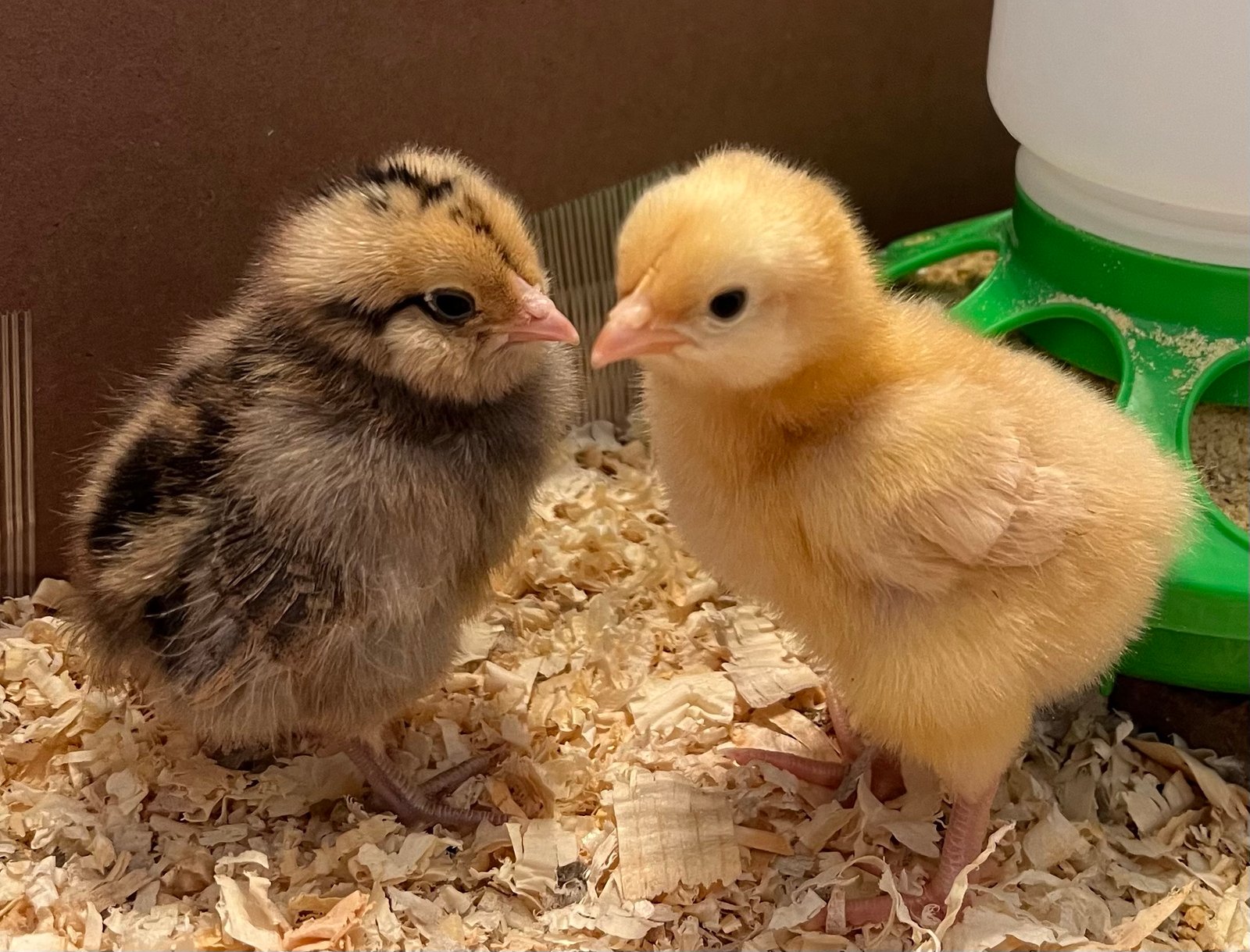 Baby Chicks Buff Orpington - Image 2