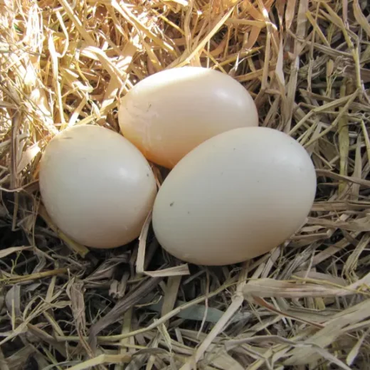 Buy fertile Black Muscovy hatching eggs online