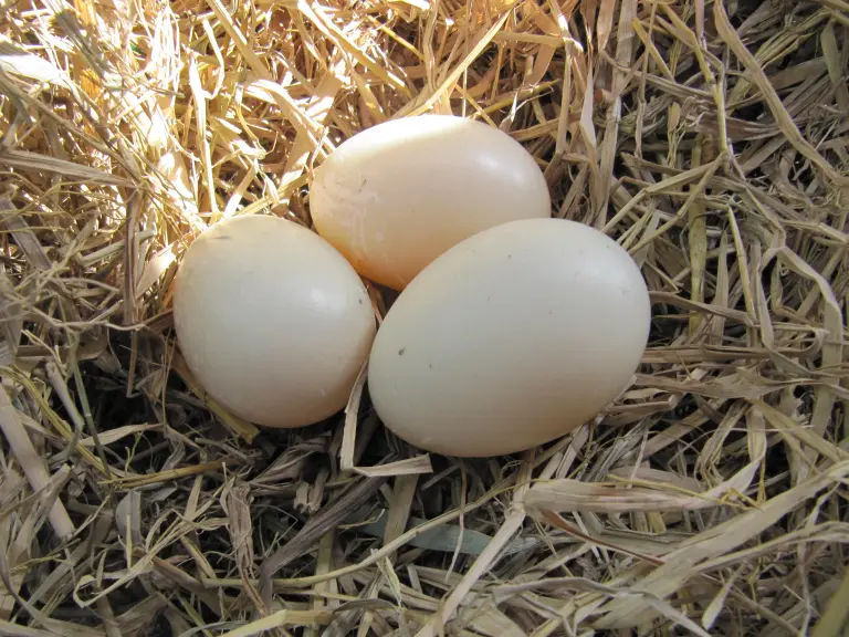Buy fertile Black Muscovy hatching eggs online