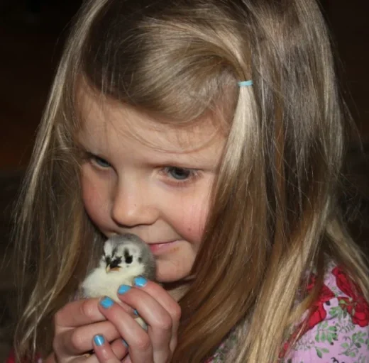 Purebred Blue Sumatra Day-Old Chicks