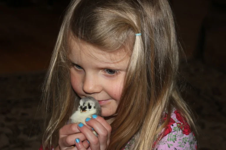 Purebred Blue Sumatra Day-Old Chicks