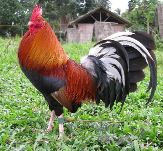 butcher game roosters for sale