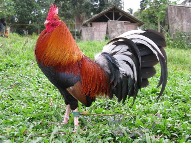 butcher game roosters for sale