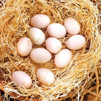 Madigan Claret Gamefowl Hatching Eggs for Sale