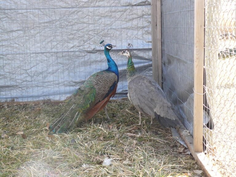 india blue peafowl pair for sale - Image 2