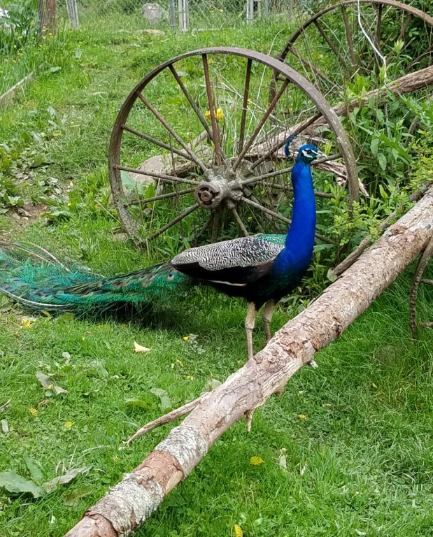 india blue peafowl pair for sale - Image 3