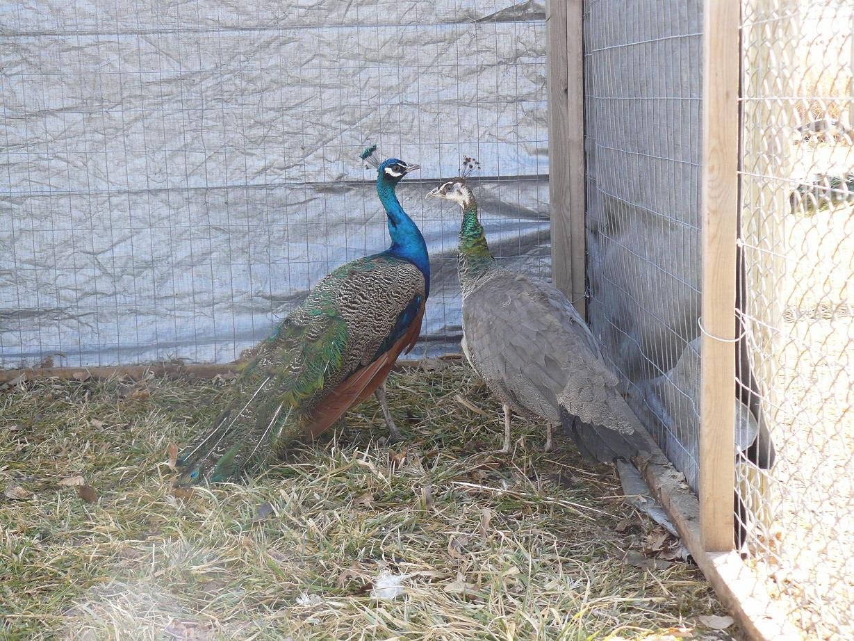 india blue peafowl pair for sale