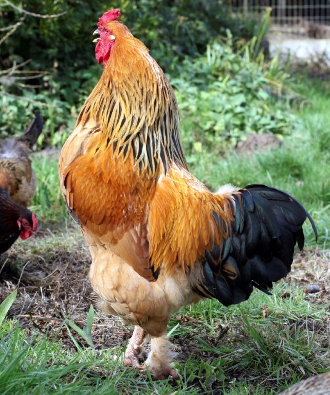 buff brahma roosters for sale - Image 2