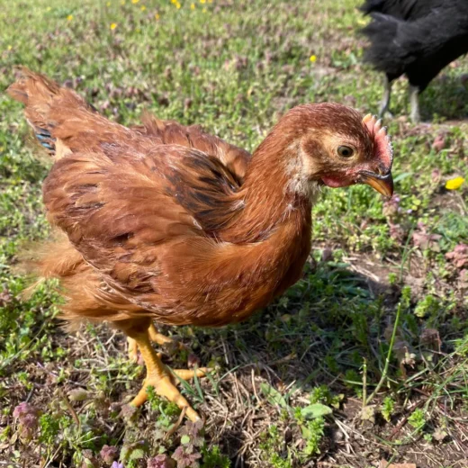 RHODE ISLAND RED CHICKS