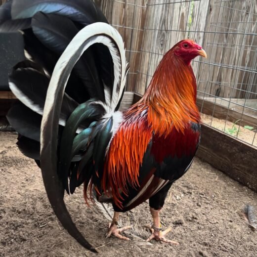 Buy purebred Bruce Barnett Kelso brood cocks