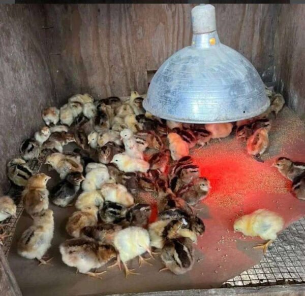 Kelso Day-Old Baby Chicks For Sale - Image 3