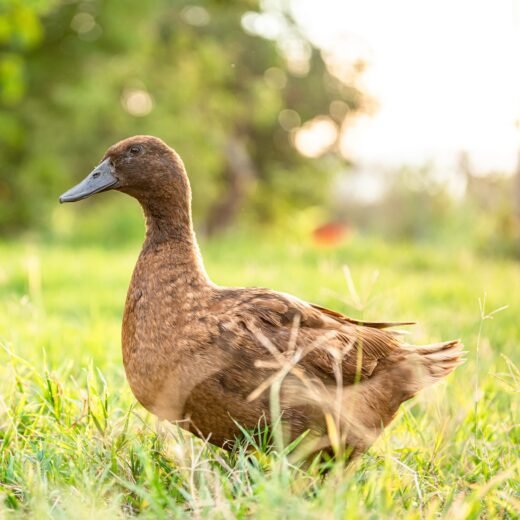 Khaki Campbell Ducks for Sale