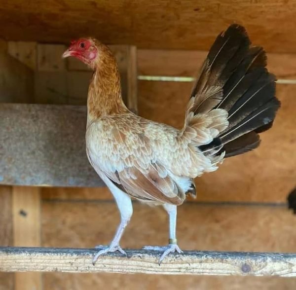 Lacy Roundhead gamefowl hens for sale - Image 2