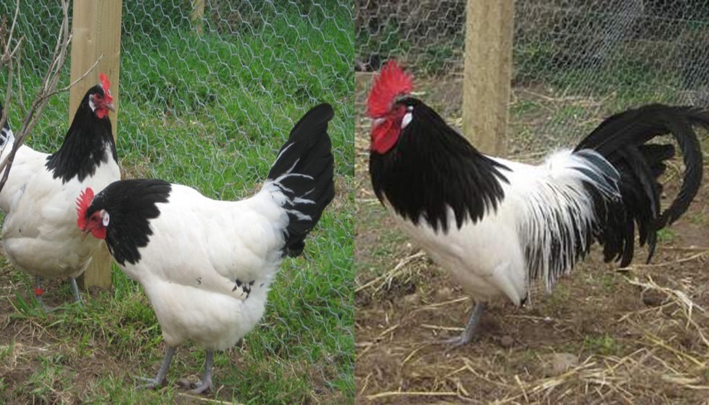 LAKENVELDER CHICKS, NOT SEXED