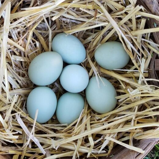 fertile Cream Legbar hatching eggs online