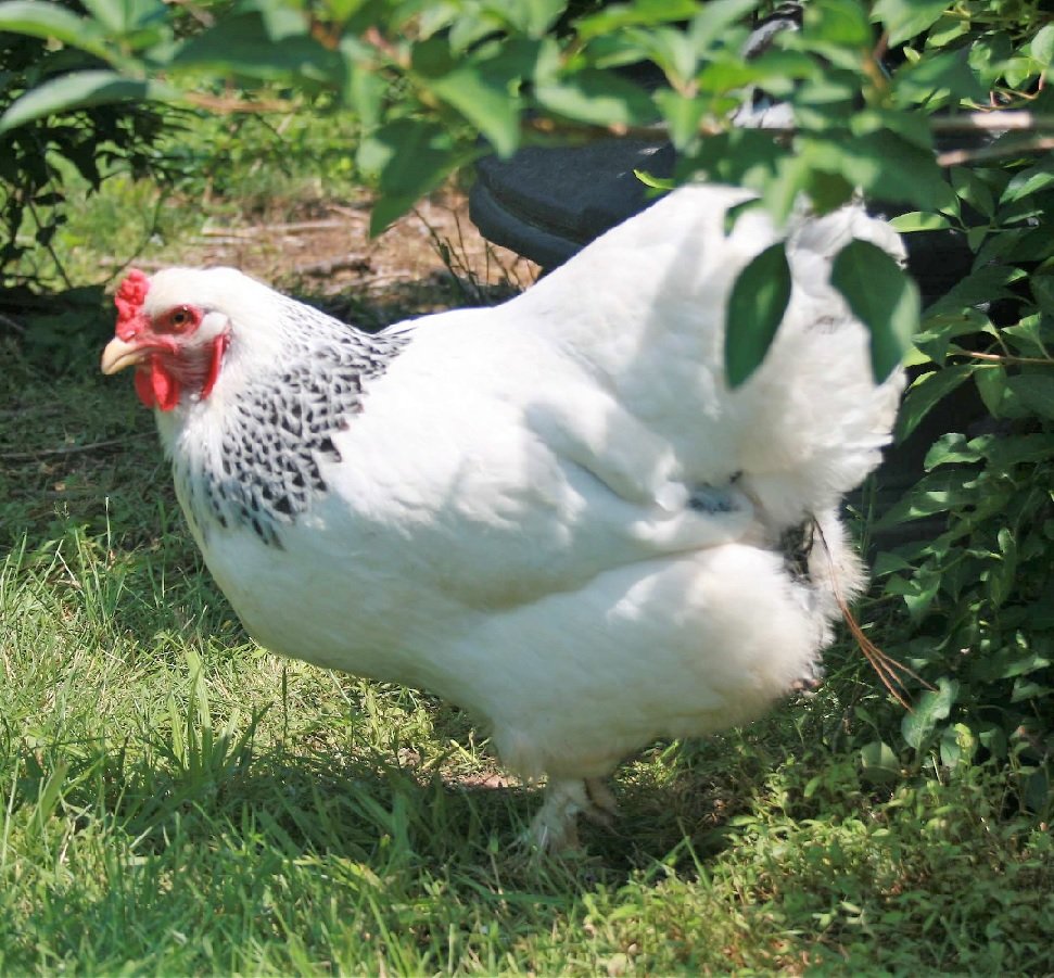 light brahma hens for sale
