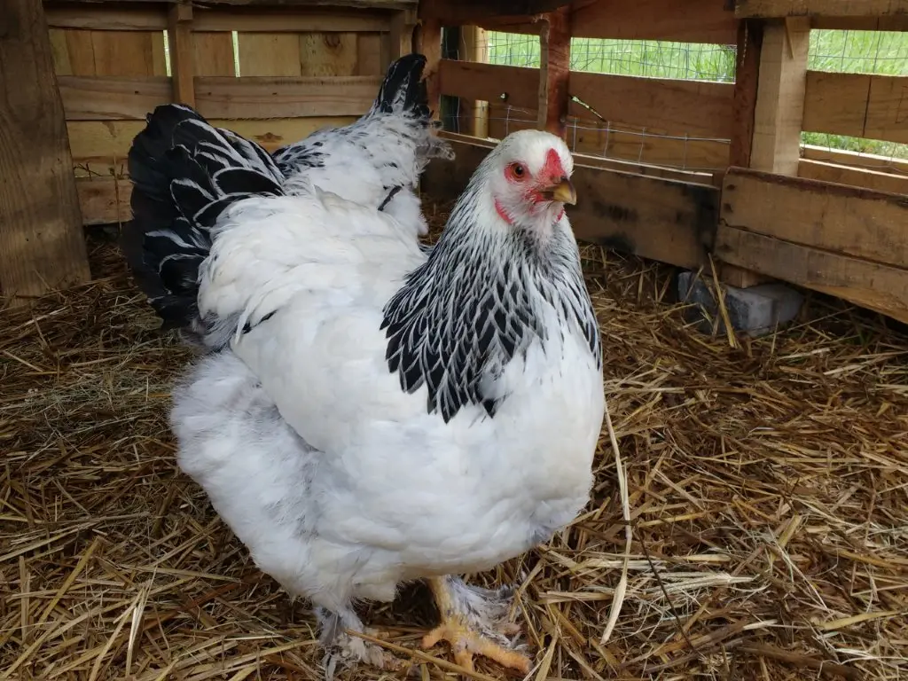 light brahma hens for sale - Image 4