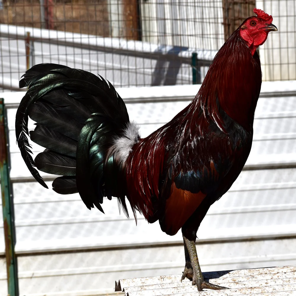 Buy purebred Rat Graves Leiper gamefowl roosters - Image 3