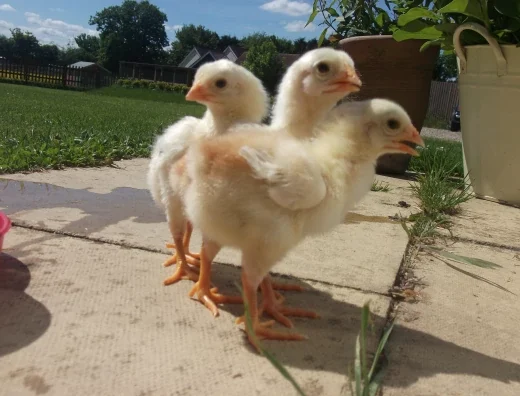 day-old malay gamefowl chicks for sale
