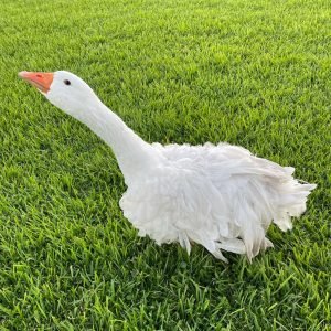 Purebred Adult Sebastopol Geese For Sale