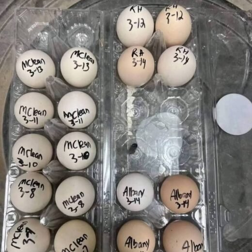 fertile McLean Hatch gamefowl hatching eggs