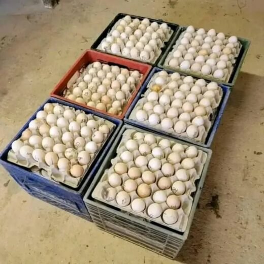 Buy fertile Morgan White Hackle Claret hatching eggs