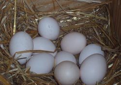 Buy fertile Rosecomb (RC) Nankin Bantam hatching eggs