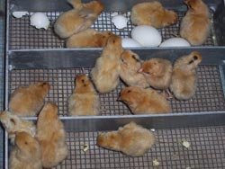 Buy sexed Rosecomb (RC) Nankin Bantam day-old chicks - Image 2