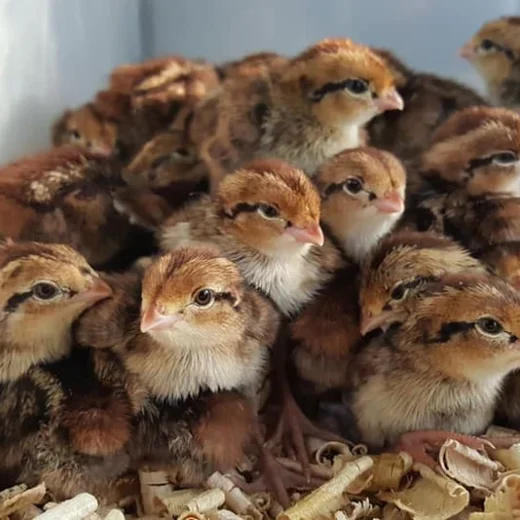 Buy live Northern Bobwhite Quail day-old chicks