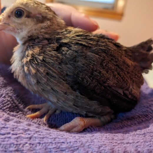 BLUE STANDARD OLD ENGLISH CHICKS, NOT SEXED