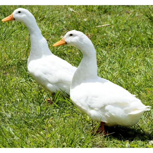 Pekin Ducks