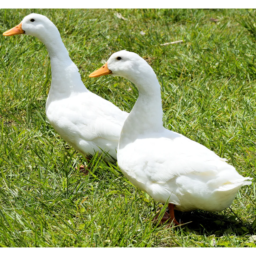 Pekin Ducks