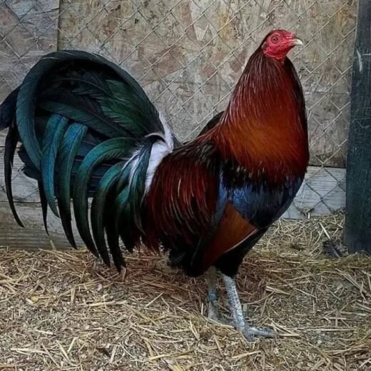 Buy purebred Penny Hatch gamefowl cocks for sale