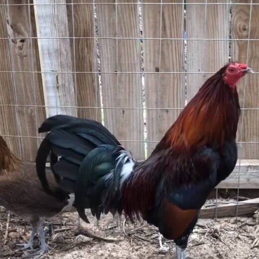 Penny Hatch Pair