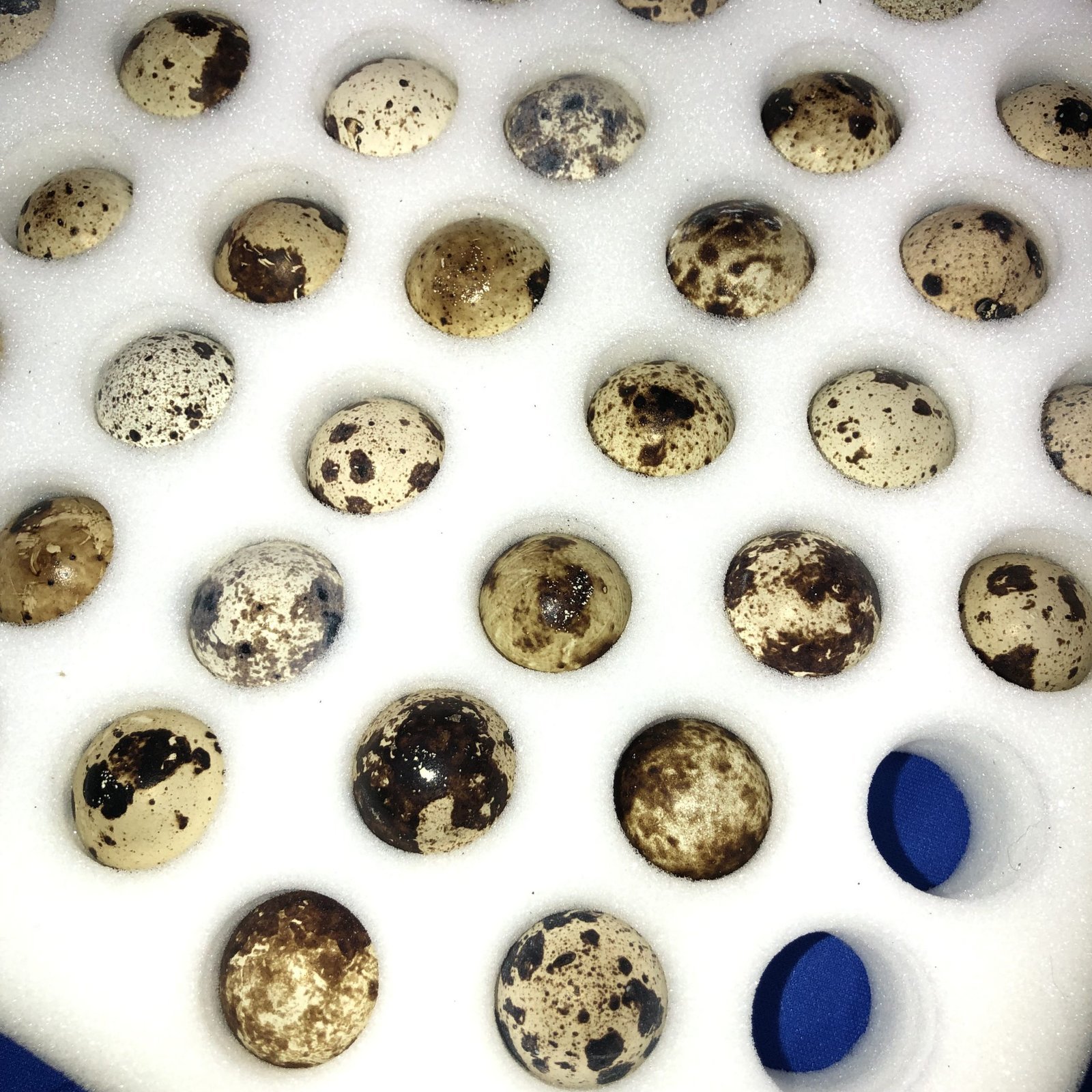 fertile Pharaoh Coturnix quail hatching eggs online