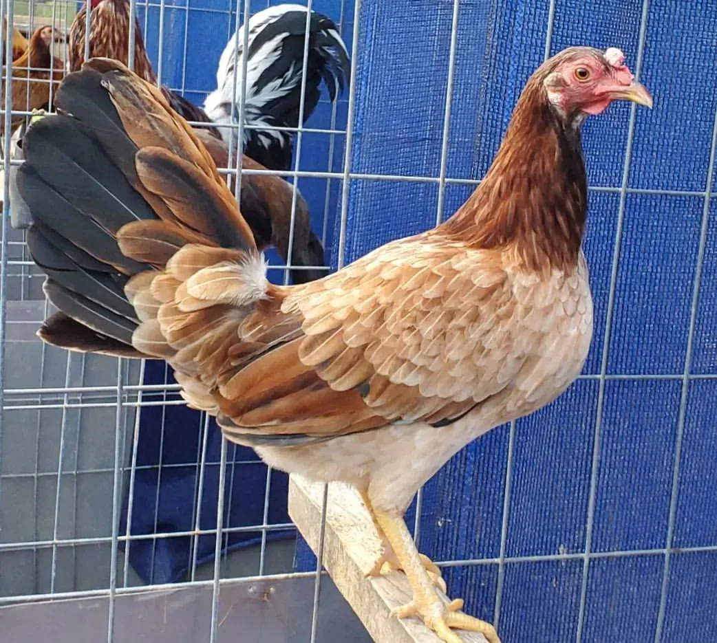 kelso hen gamefowl for sale - Image 3