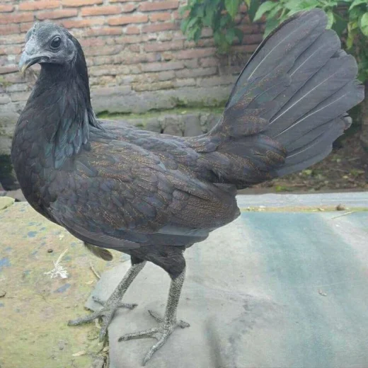 Purebred Black Roundhead Hens For Sale