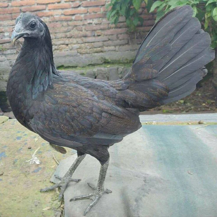 Purebred Black Roundhead Hens For Sale