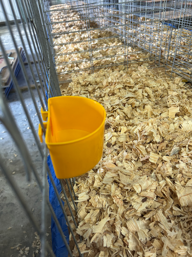 Pigeon Cage Cup with Sideways Tabs - Image 6